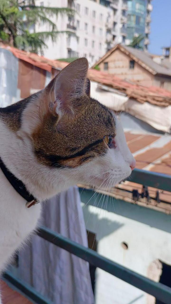 Everyday Cat Hostel Batumi Exterior foto